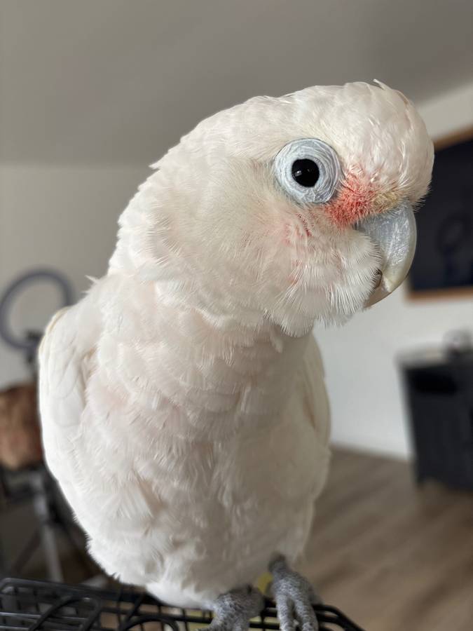 Goffin Cockatoo - Image 3