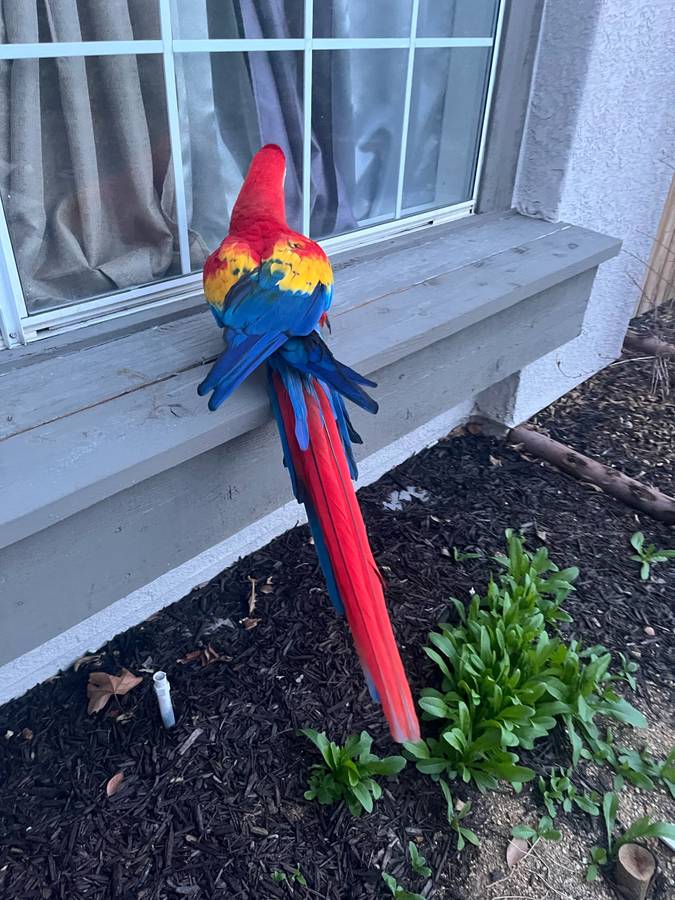 Scarlet macaw for sale - Image 6