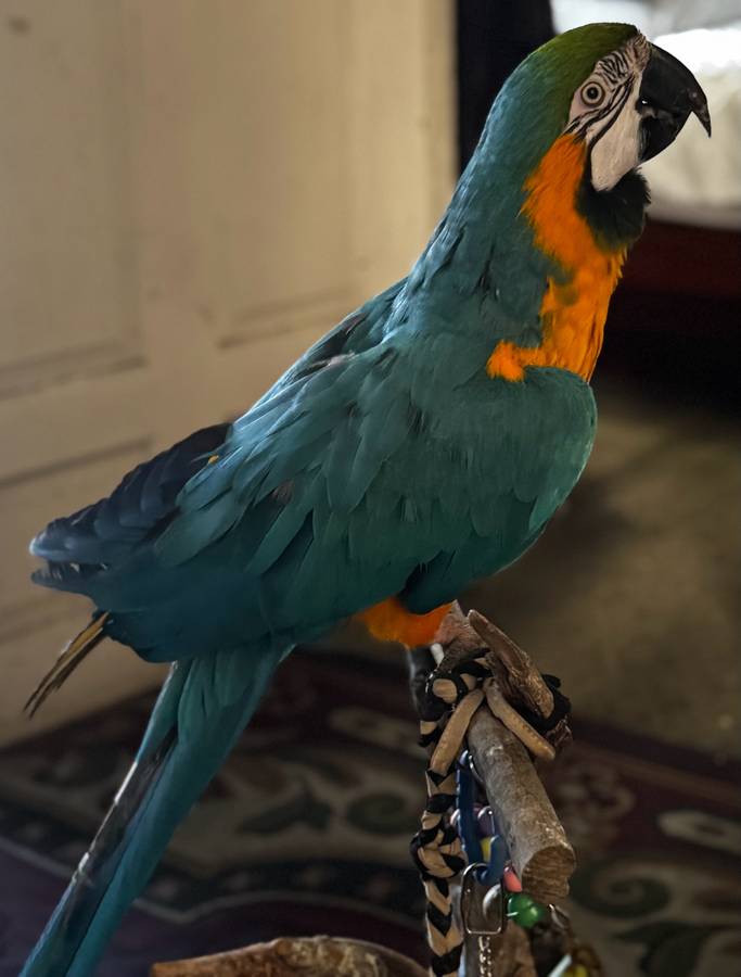 Blue and Gold Macaw - Image 2