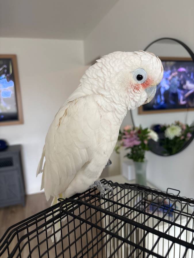 Goffin Cockatoo - Image 2