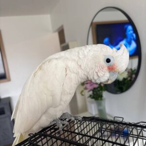 Goffin Cockatoo