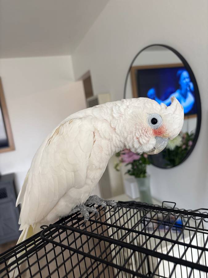 Goffin Cockatoo