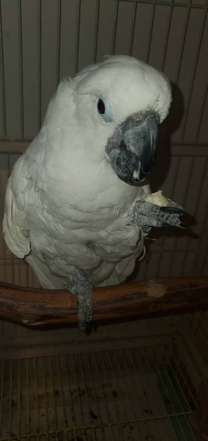 Umbrella and Sulphur Crested Cockatoo - Image 5