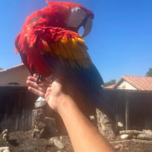 Scarlet macaw for sale