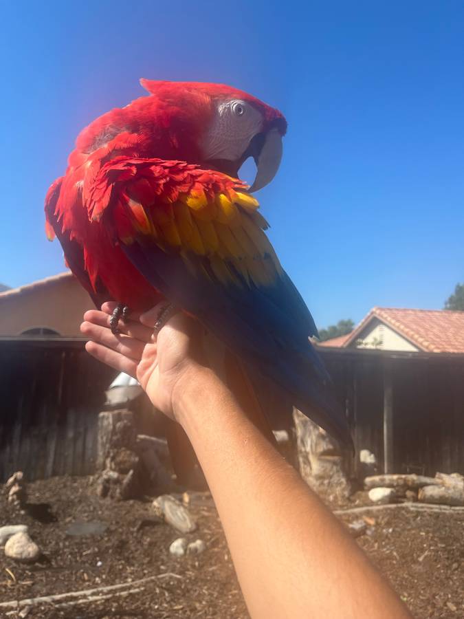 Scarlet macaw for sale