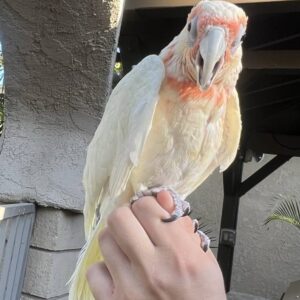 Slender billed Cockatoo Chick