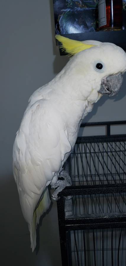 Umbrella and Sulphur Crested Cockatoo - Image 6