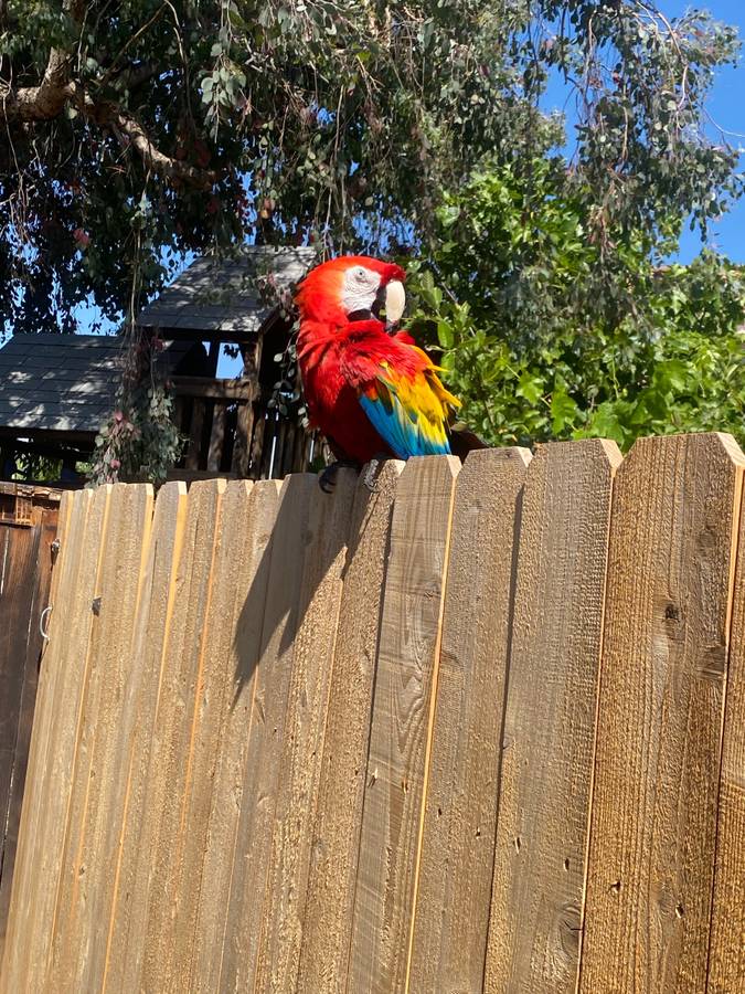 Scarlet macaw for sale - Image 7