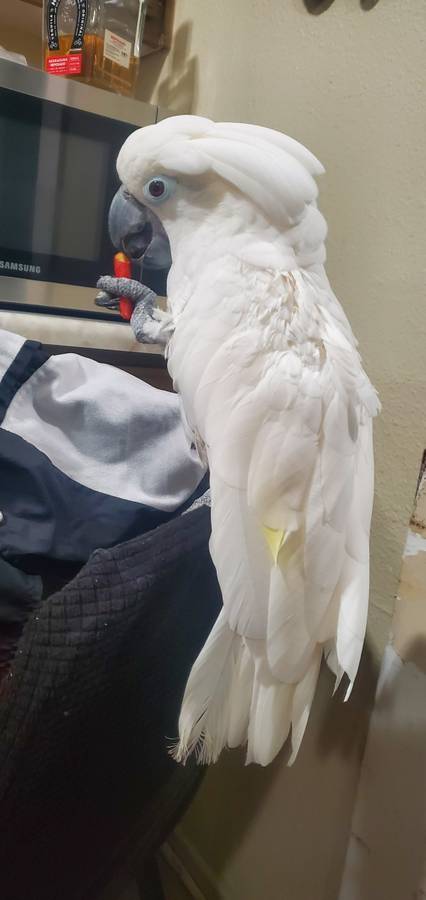 Umbrella and Sulphur Crested Cockatoo - Image 2