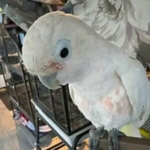 Goffins Cockatoo Baby