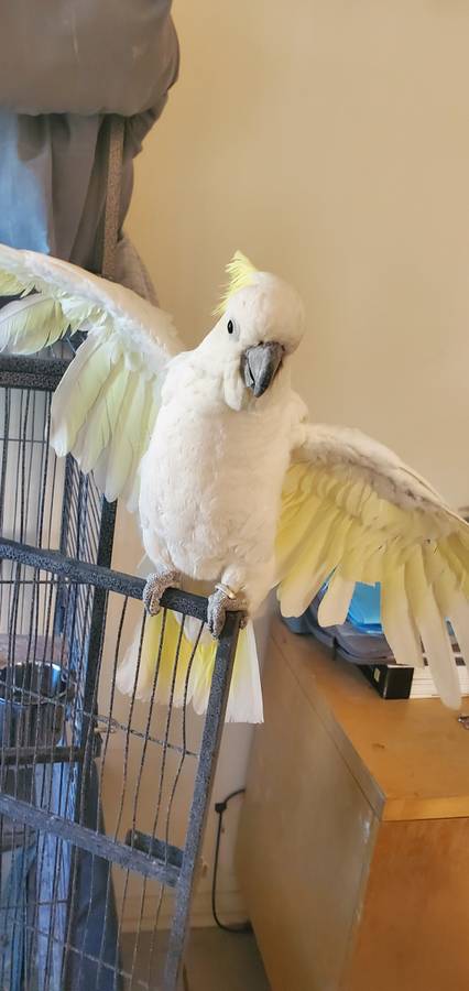 Umbrella and Sulphur Crested Cockatoo - Image 3