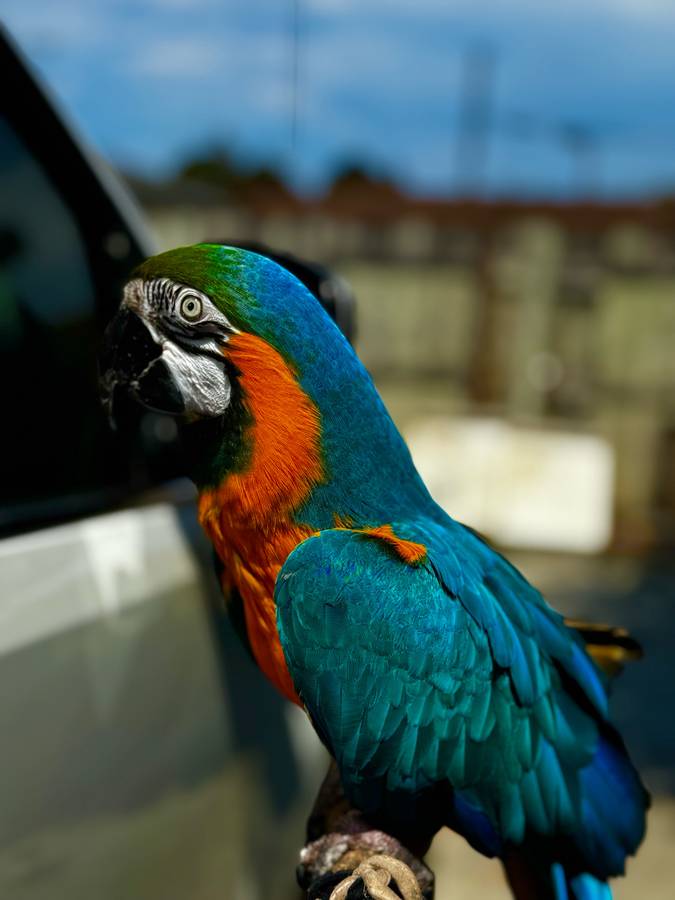 Blue and Gold Macaw