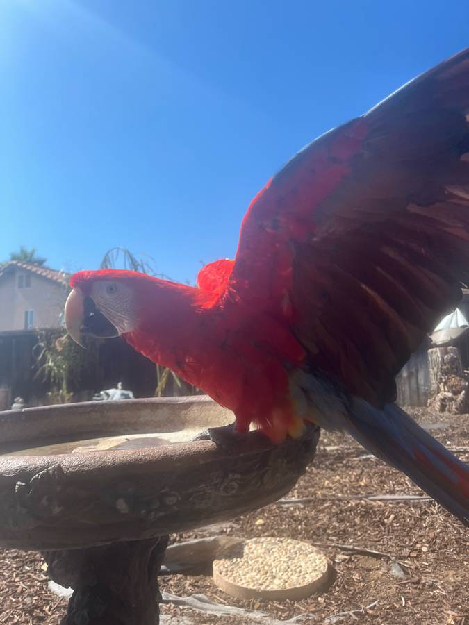 Scarlet macaw for sale - Image 3