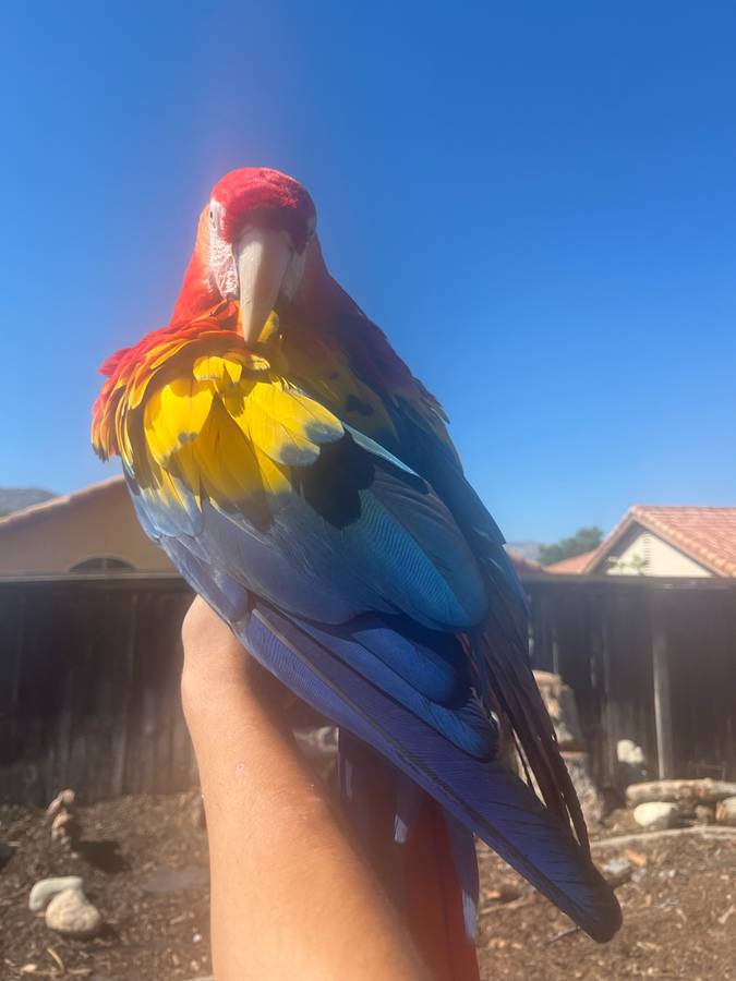 Scarlet macaw for sale - Image 8