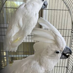 Umbrella cockatoos