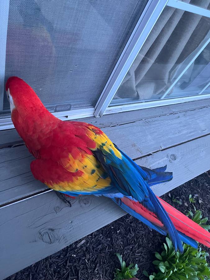 Scarlet macaw for sale - Image 5