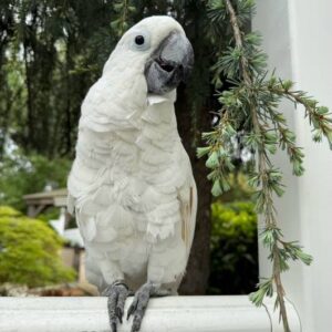 Umbrella cockatoo