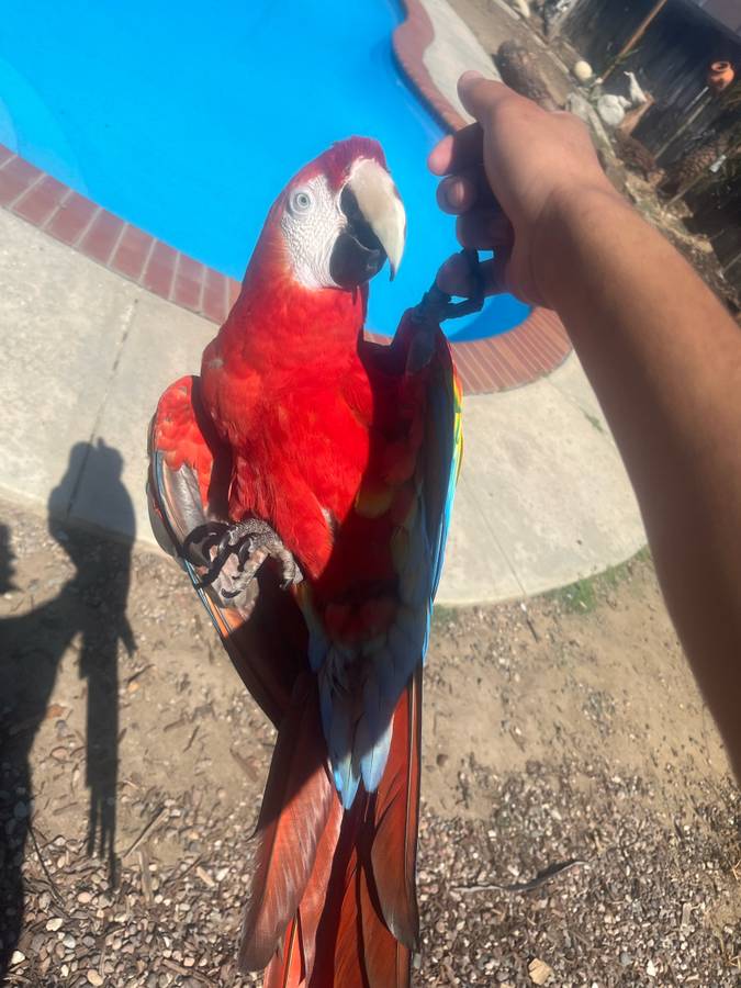 Scarlet macaw for sale - Image 4