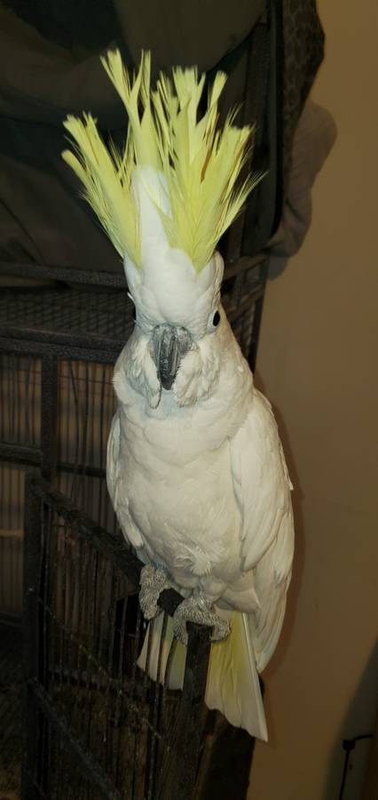 Umbrella and Sulphur Crested Cockatoo - Image 4