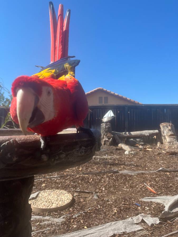 Scarlet macaw for sale - Image 2