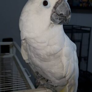 Umbrella and Sulphur Crested Cockatoo