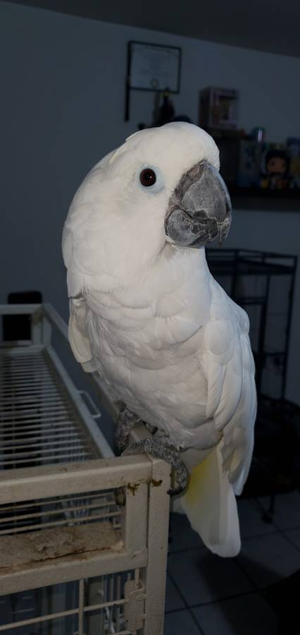 Umbrella and Sulphur Crested Cockatoo