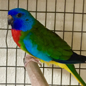 Scarlet Chested Adult Male