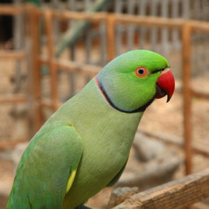 Green Indian Ringneck Parrot - Baby