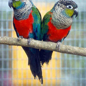 Crimson Belly Conure Baby