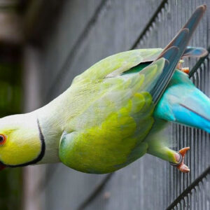 Indian Ringneck Cinnamon Turquoise
