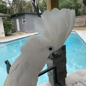 Cockatoo Umbrella - Adult