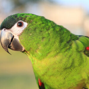Hahns Macaw