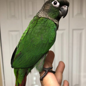 Green Cheek Conure Baby