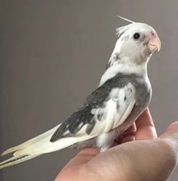 Cockatiel Baby White Faced Pied - Image 2