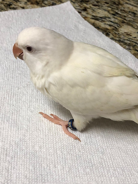 Quaker White Albino Baby - Image 3