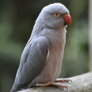 Ringneck Breeding Pair Gray & Green