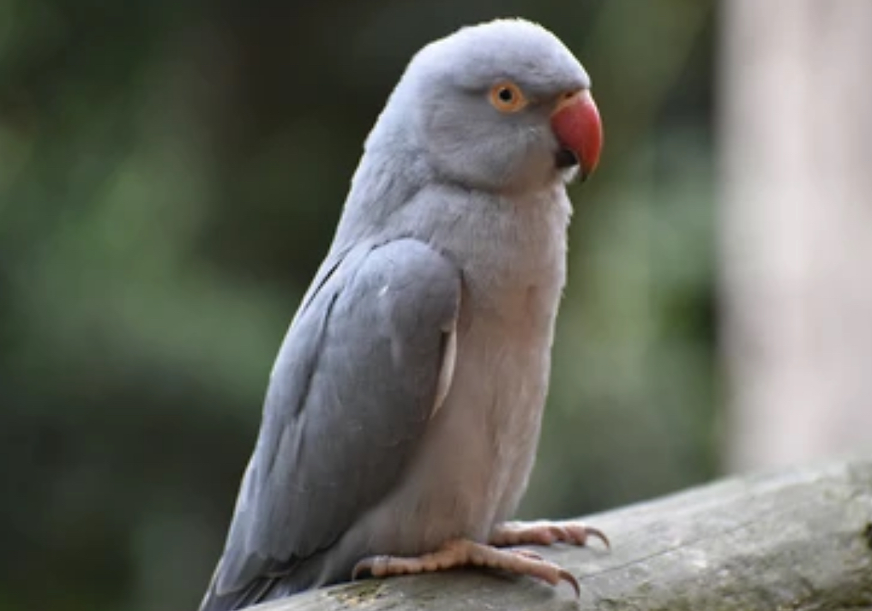 Ringneck Breeding Pair Gray & Green