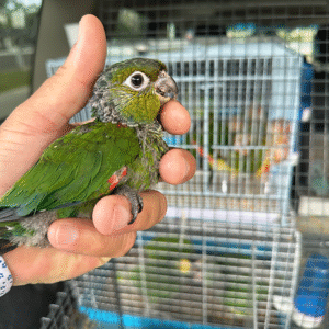 Crimson Black Capped Conure