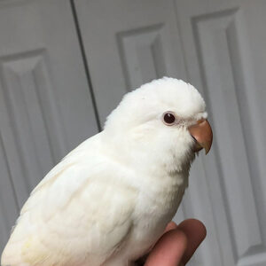 Quaker White Albino Baby