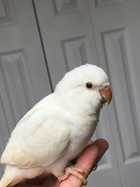 Quaker White Albino Baby