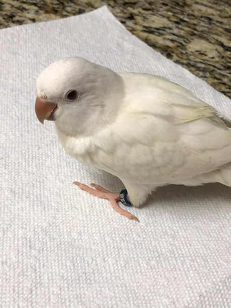 Quaker White Albino Baby - Image 2