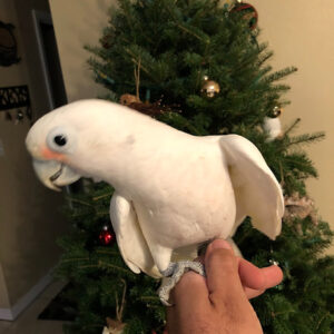 Goffins Cockatoo Baby
