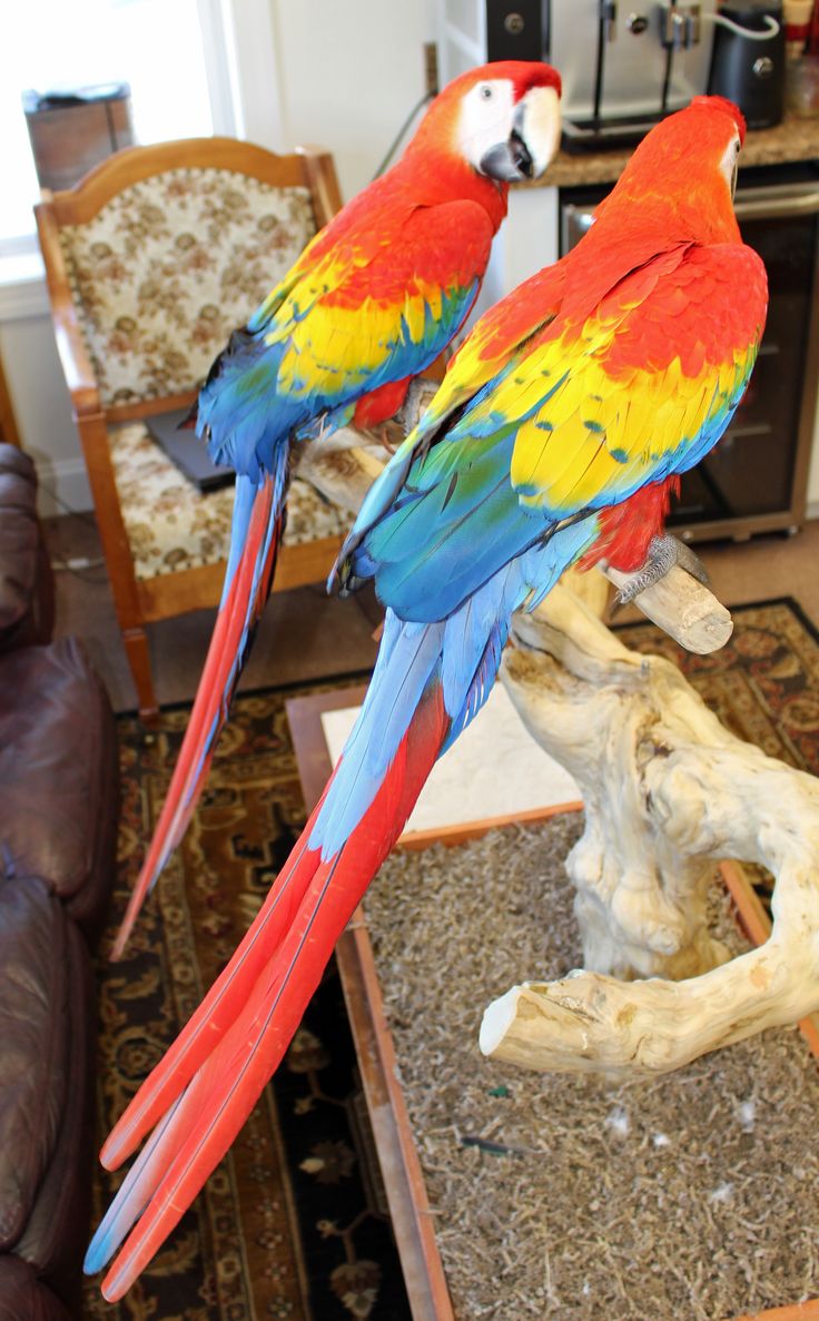 Macaw Scarlet Baby - Image 3