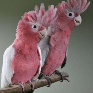 Galah cockatoo