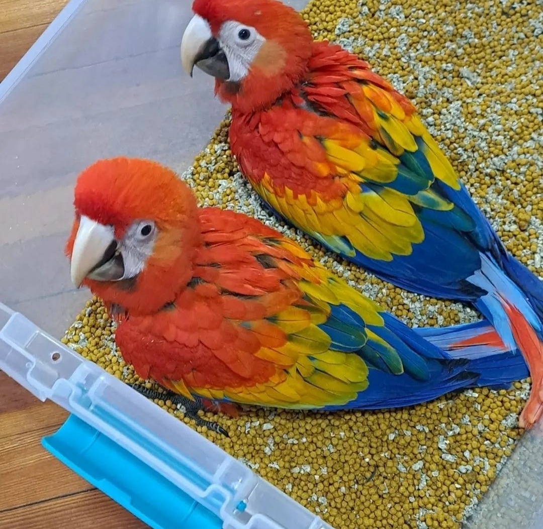 Macaw Scarlet Baby